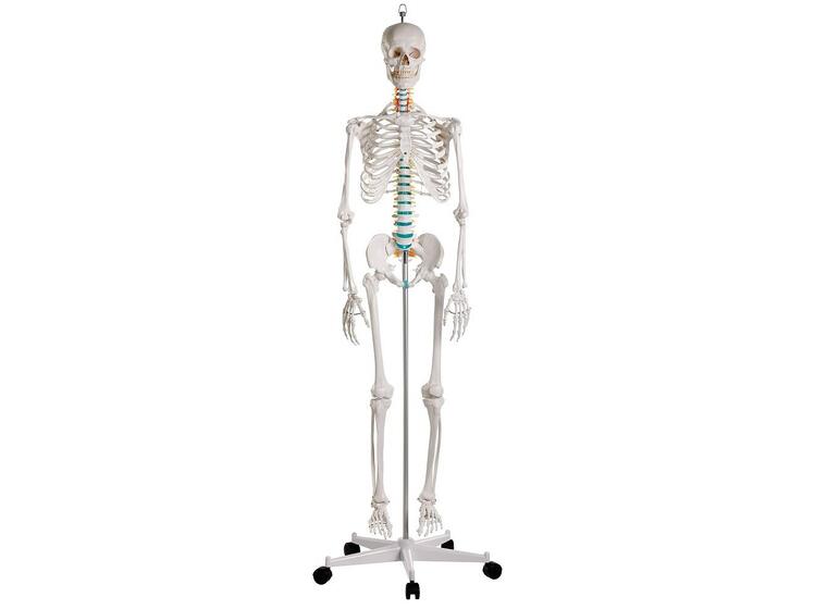 Skjelett til undervisning Anatomisk modell 