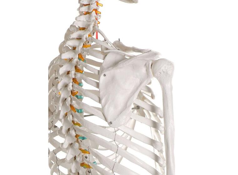 Skjelett til undervisning Anatomisk modell 