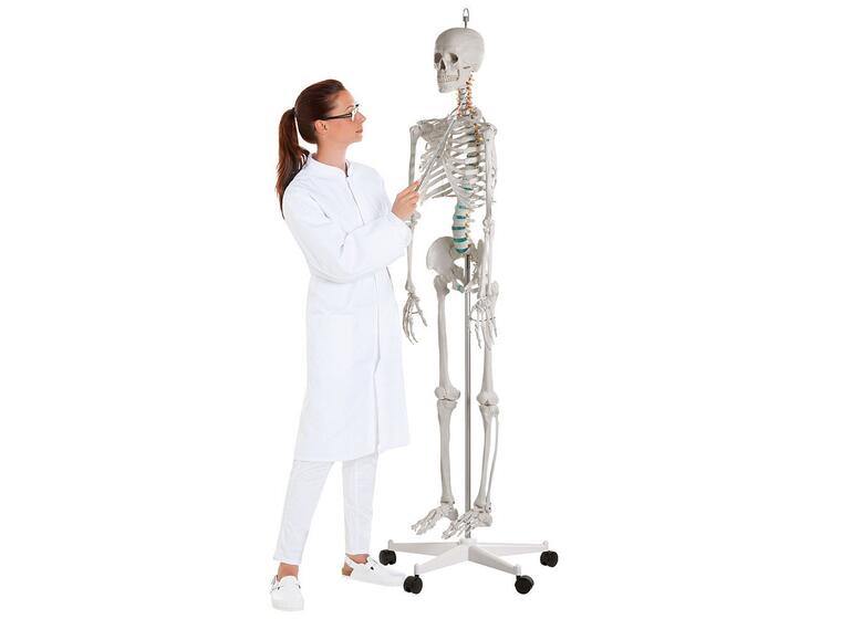 Skjelett til undervisning Anatomisk modell 