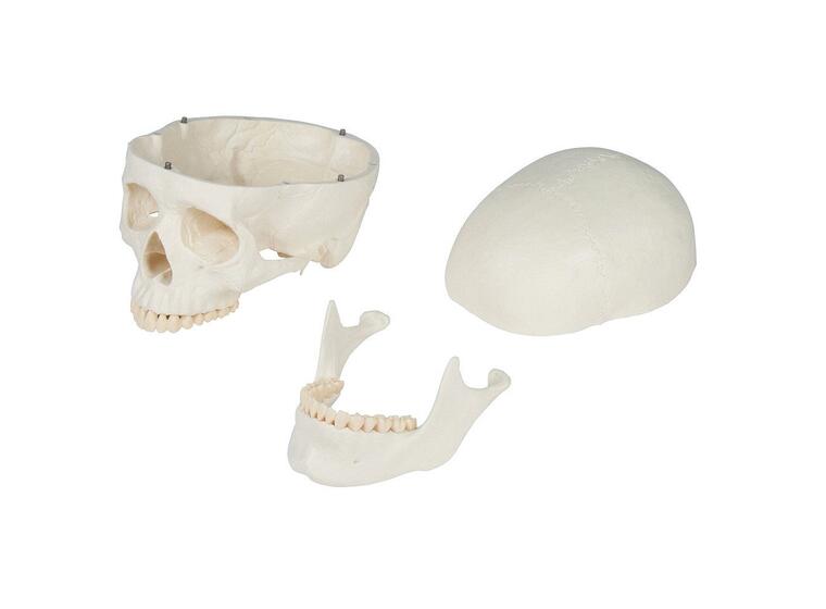 Skjelett til undervisning Anatomisk modell 