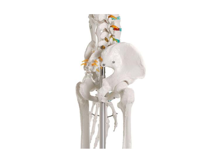 Skjelett til undervisning Anatomisk modell 
