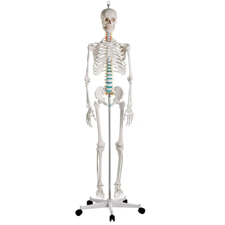 Skjelett til undervisning Anatomisk modell 