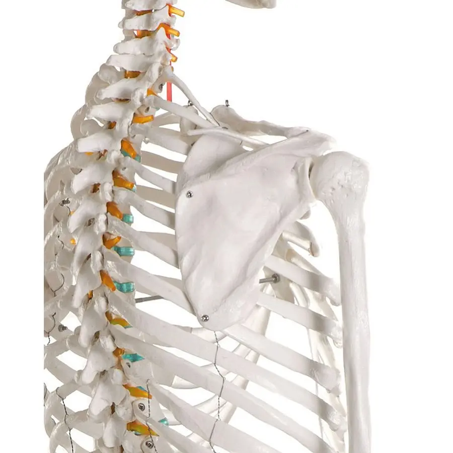 Skjelett til undervisning Anatomisk modell 
