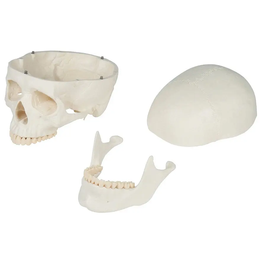 Skjelett til undervisning Anatomisk modell 