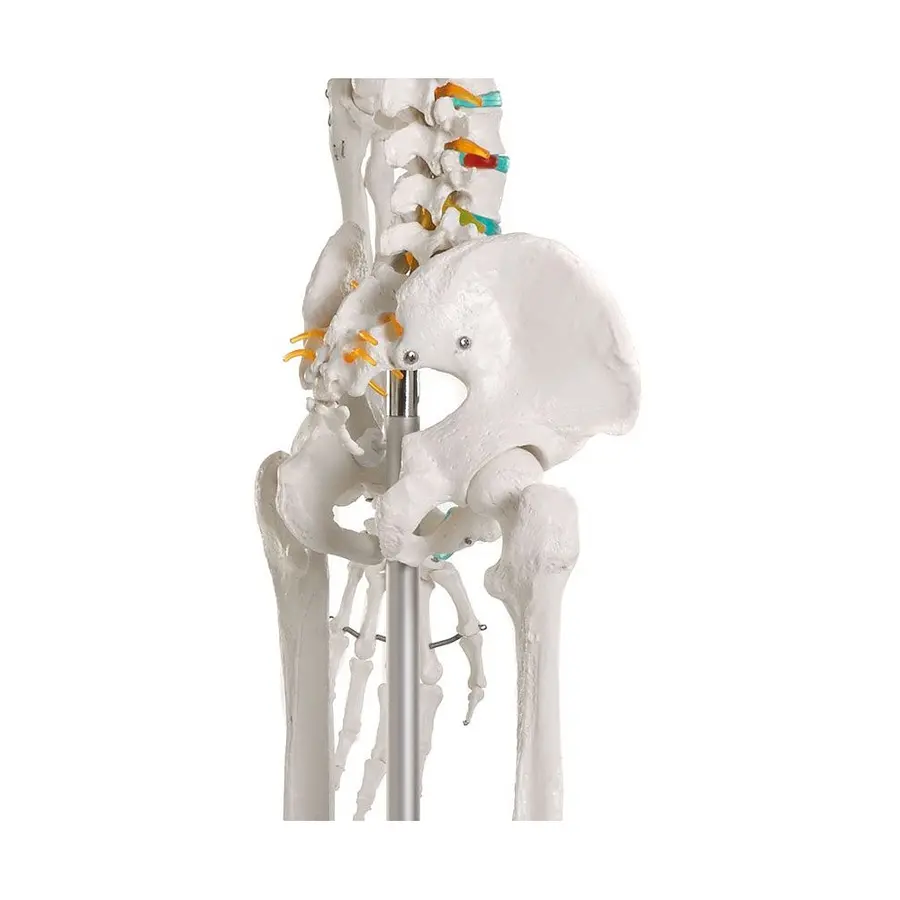 Skjelett til undervisning Anatomisk modell 